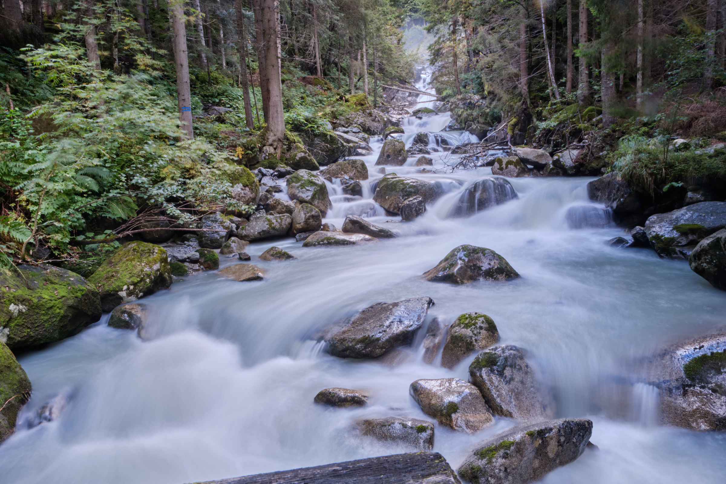 lares (2).webp